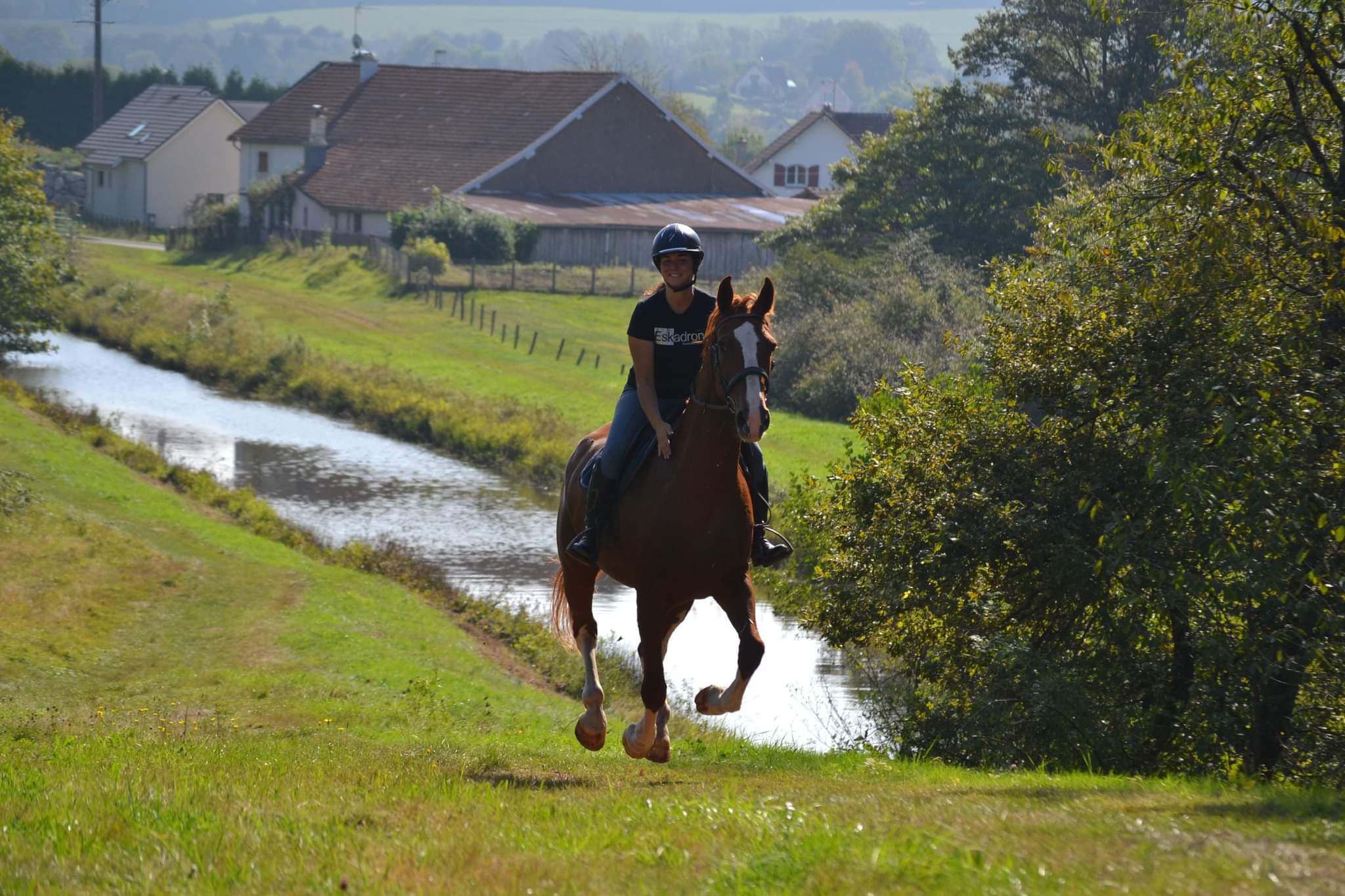 Cheval au galop dans les prés de l'écurie active à Frahier-et-Châtebier