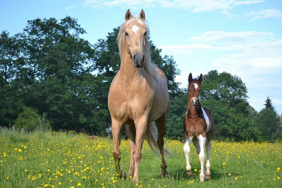 Jument et poulain au pré à l'Écurie de la Lizaine, foin à volonté